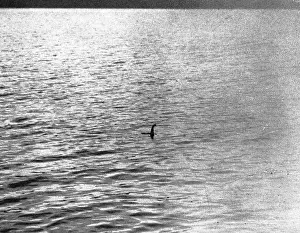 An infamous image of the Loch Ness Monster