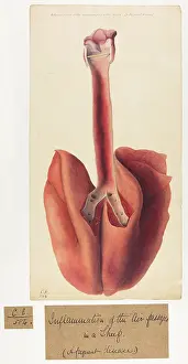 Passages: Inflammation of a Sheep's Air Passages