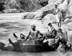 Inflating: Inflating a dead cow to cross a river, India