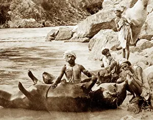 Inflating: Inflating a dead cow to cross a river, India