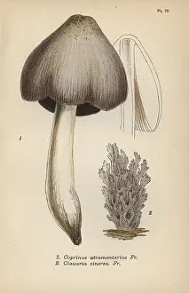 Mordecai: Ink mushroom, Coprinus atramentarius 1, and