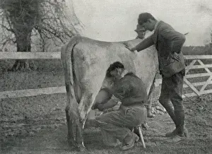 Practise: Inmates practise milking at Claydon Training Centre, Suffolk