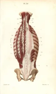Leveille: Inner muscles of the back