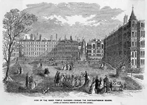 Chrysanthemum: Inner Temple Gardens, London