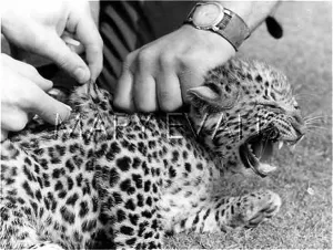 Ouch: INNOCULATING A LEOPARD