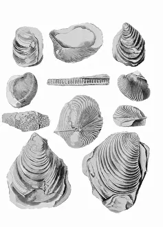 Gideon: Inoceramus Fossils