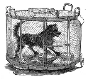 Inoculated: Inoculated dog in cage