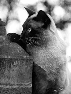 Siamese: INQUISITIVE SIAMESE