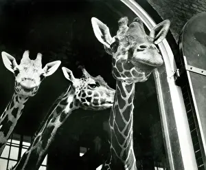 Trio: An inquistive trio of giraffes