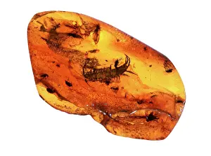 Translucent: Insect in amber