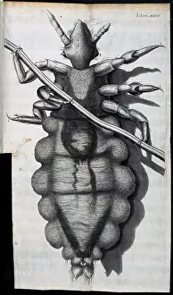 Hooke: Insect body