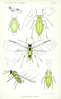 Louse: Insect - Bug - Animal - Agriculture