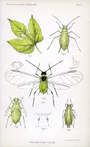 Louse: Insect - Bug - Animal - Agriculture