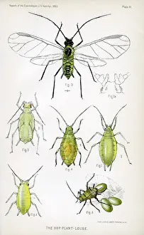 Louse: Insect - Bug - Animal - Agriculture