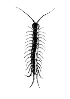 Centipede: INSECT/CENTIPEDE