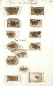 Mica: Insect collection by James Petiver (1663-1)