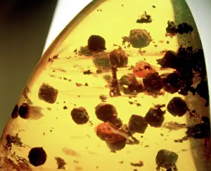 Droppings: Insect droppings in Dominican amber