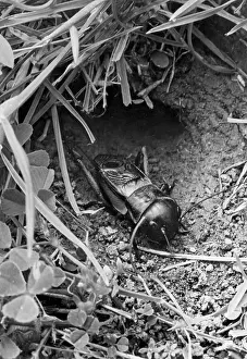 Crickets: INSECT/FIELD CRICKET