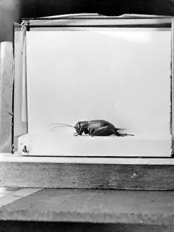 Crickets: INSECT/FIELD CRICKET