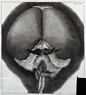 Hooke: Insect Head. Sch XXIV