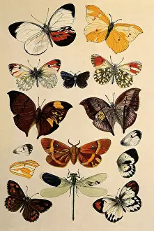 Insect Monstrosities