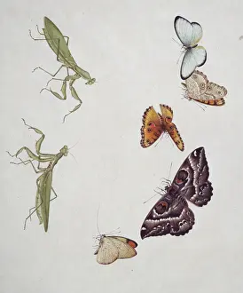 Mantodea: Insect species from China