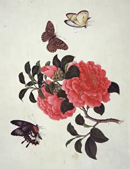 Insect species from China