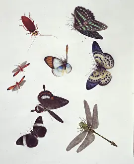 Insect species of China