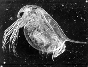 Fleas: INSECT/WATER FLEA