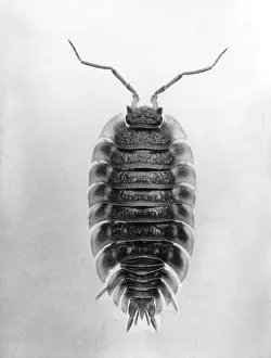Louse: INSECT/WOOD LOUSE