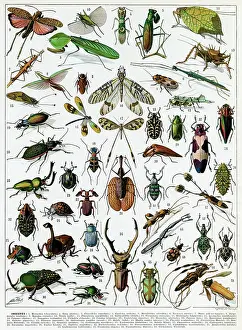 Beetles: Insectes - Insects