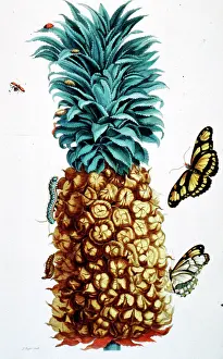 Surinamensium: Insectorum Surinamensium, Pineapple
