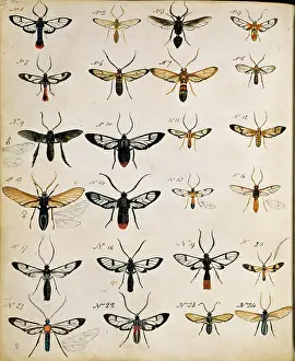 1825 1892: Insects