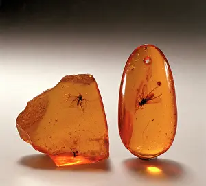 Resin: Insects in amber