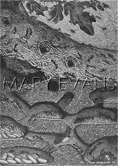 Ants: INSECTS/ANTS