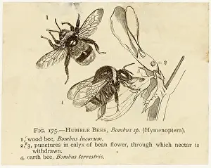 Nectar: INSECTS/BEE