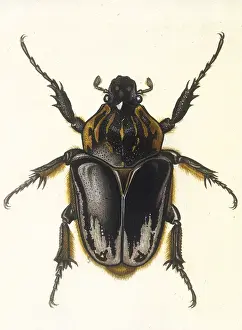 Scarab: INSECTS/BEETLE / SCARAB