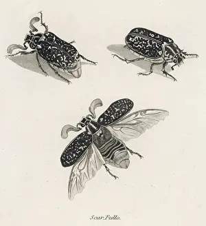 Scarab: INSECTS/BEETLES/HERCULES
