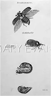 Scarabs: INSECTS/BEETLES/SCARABS