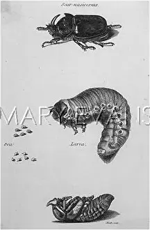 Scarabs: INSECTS/BEETLES/SCARABS