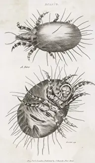 Mite: INSECTS/CHEESE MITE