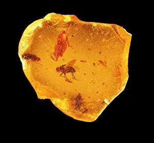 Brachycerous: Insects in copal