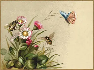 Illustr: Insects and Flowers