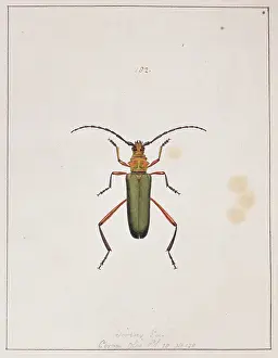 Abbot: Insects of Georgia