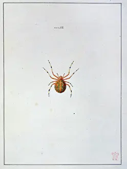 Araneae: Insects of Georgia