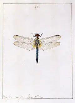 Odonata: Insects of Georgia