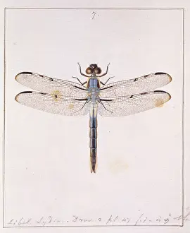 Odonata: Insects of Georgia