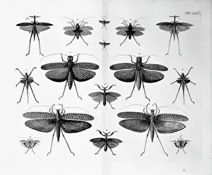 Albertus: Insects illustration