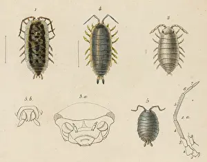 Lice: INSECTS/LICE