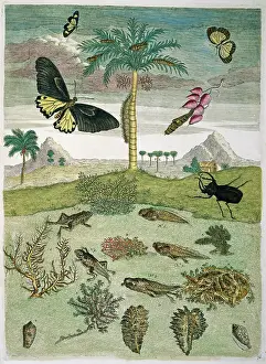 Metamorphosis: Insects, plants & shells against landscape